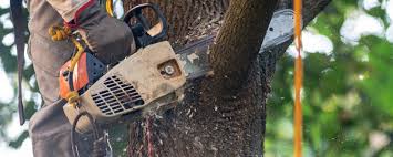 Best Lawn Maintenance Plans  in Setauket, NY