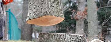 How Our Tree Care Process Works  in  Setauket, NY